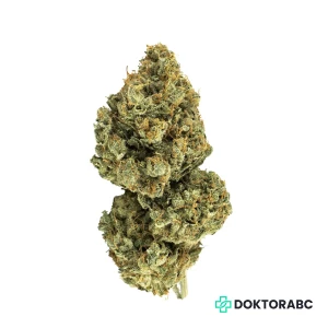 420 Evolution 25/1 CA BUL Bucket List