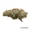 420 Evolution 33/1 CA PCH Peach Chementine
