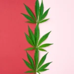 Cannabis gegen Depressionen und PTBS