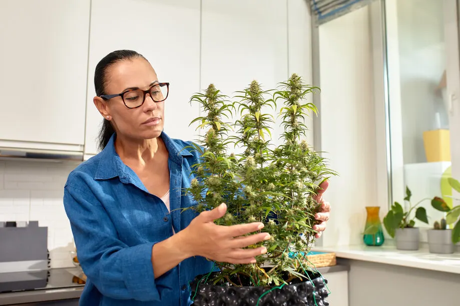 Cannabis gegen Regelschmerzen